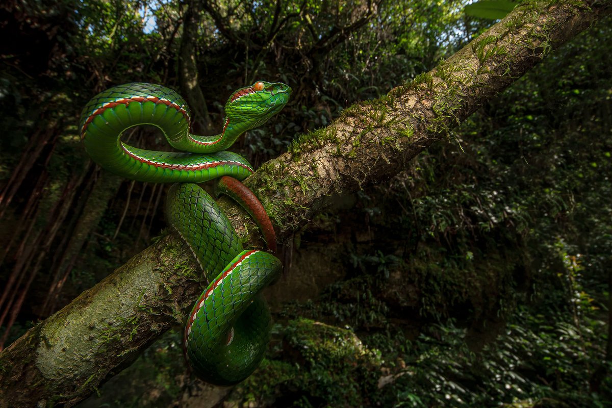 #FromTheArchives A visual exploration of the charismatic #reptiles and some fun facts! Meet the 11 #PitViper species found in #India. 📷 Pallavi Laveti — Pope's Pit Viper Find out more: bit.ly/44oS1Cq