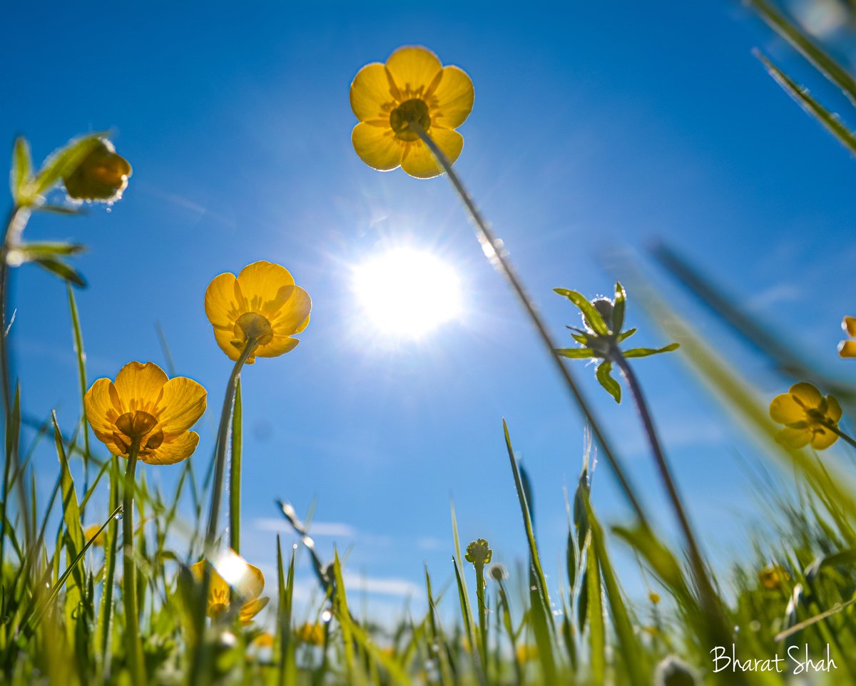 North Loughton Valley Park, Milton Keynes - yesterday. Rare to find sunny days this season. #scenesfrommk #theparkstrust #ThePhotoHour #MacroHour #TwitterNatureCommunity #TwitterNaturePhotography #wildflowers #Spring2024 Buttercups.