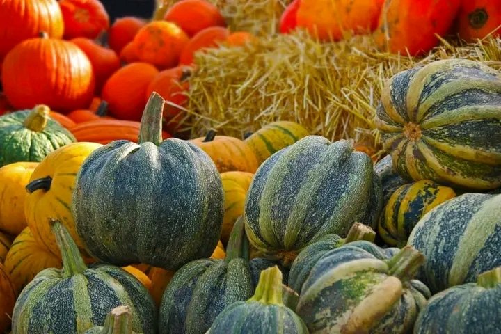Pumpkins have a huge market, both locally and around the world. 

Pumpkins seeds and oil are in high demand.

You can succeed in pumpkin farming and turn a profit with the right management techniques and market research.
#InvestinAgriculture