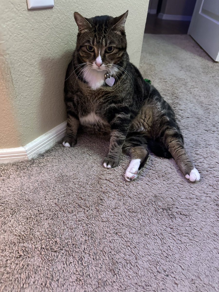 Hello friends 😸 this is my new favorite pose, what do you think? 😻~Lily #SundayThoughts #catsoftwitter