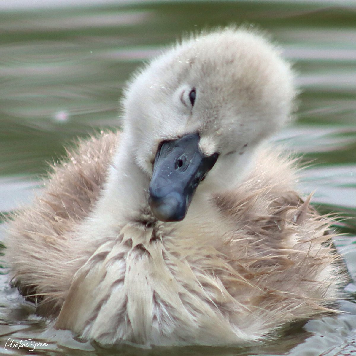 _christineswan's tweet photo. Four beautiful cygnets .
Grand Union Canal Great Linford.

#miltonkeynes  #visitmk #lovemiltonkeynes #miltonkeynesphotography #scenesfrommk #theparkstrust #miltonkeynesphotos #birdsphotography #grandunioncanal #cygnets https://t.co/g67TWDq0OC