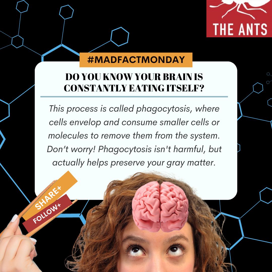 Brains may be smart, but did you know they can also be a little too 'hungry' for their own good? 🧠🍴 

Always remember to feed your mind...literally!

#THEANTS #MadFactMonday #MondayMotivation