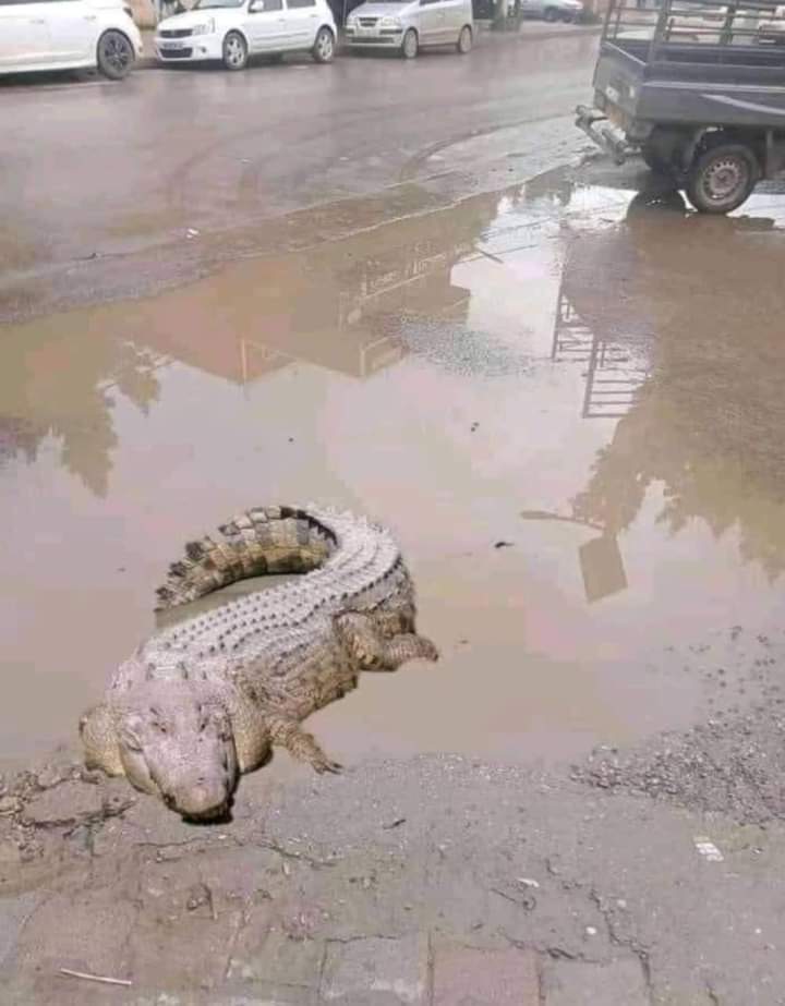 Floods in Nairobi are sweeping away the wild from zoo..this is spotted somewhere in Nairobi 
#ThikaRoad 
#FloodsAdvisoryKE