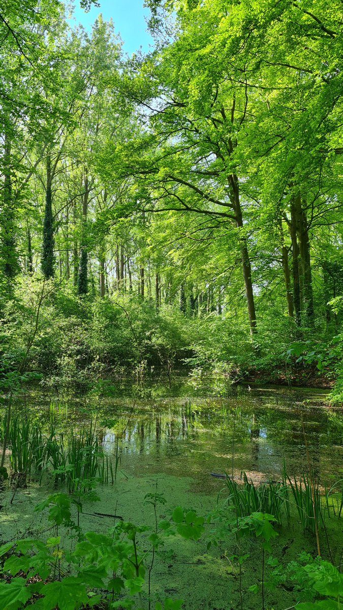 IsaVerbist's tweet image. Enjoy your day 💚
#landscapes #landscape #trees #nature #forest #woods #channel169 #photography
#TwitterNatureCommunity #ThePhotoHour #NaturePhotograhpy #photographylovers #landscapephotography #spring #PhotographyIsArt #EarthDay2024 #NatureIsAmazing
