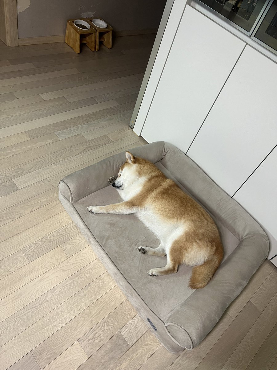 얼굴 비비다 고대로 잠듦