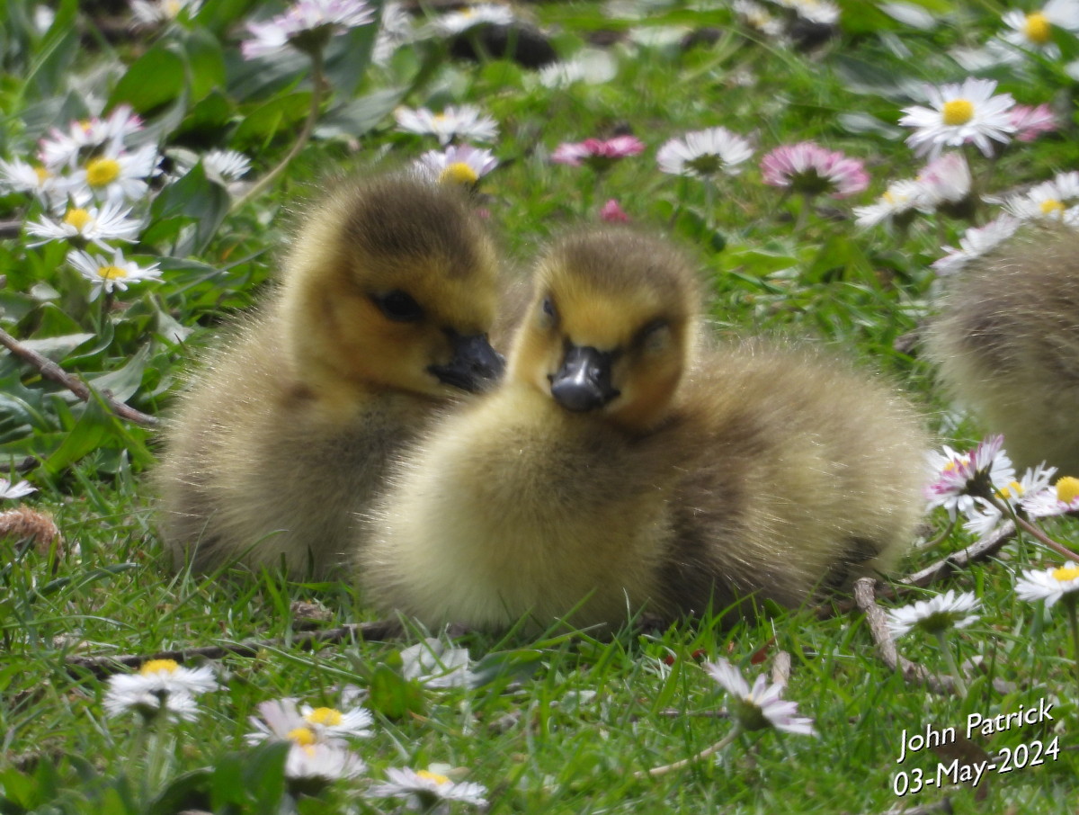 A pair of Canada Goose Goslings napping among the ground daisies.
At Jericho Beach Park, Vancouver.

#birds @WildAboutVan #canadageese #goslings #birdwatching #birdsofvancouver #BirdsOfTwitter #Vancouver #jerichobeachpark #spring #Spring2024