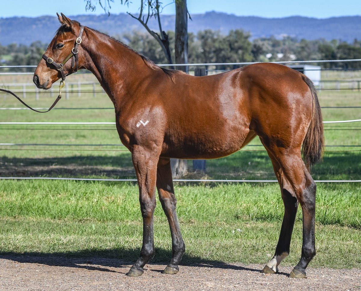 $140k the money for the FARNAN filly from The Answer offered by the Alma Vale/Kitchwin Hills Partnership & sold to Two Fillies Stud. Farnan concludes day 1 of the @inglis_sales Australian Weanling Sale with an average just shy of 3x service fee. Highlight lots sold for $190k,…