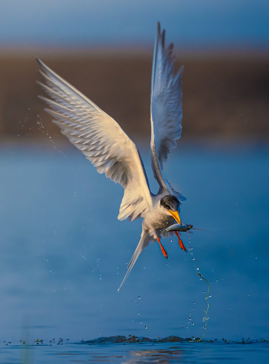 Good Morning Ladies &amp; Gentlemen !!!
Early Bird Catches the worm !!!

Art of Fishing (River Tern)
LE for 8.00 ꜩ
🔗⤵️