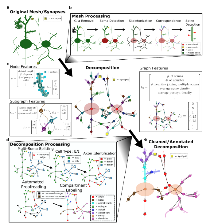 NEURD: automated proofreading and feature extraction for connectomics | bioRxiv biorxiv.org/content/10.110…