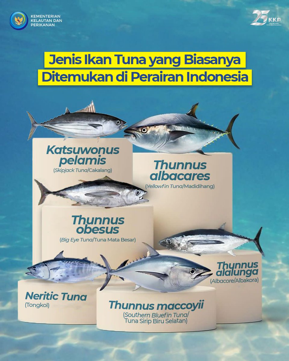 buat informasi ya gaes ada terdapat 5 jenis ikan tuna yang biasanya ditemukan di perairan indonesia lho. dan serapan ikan jenis tuna untuk konsumsi dlm negeri pada tahun 2023 diperkirakan mencapai 1,57 juta ton nih gaes, sangat mantap ya #25TahunKKP Sahabat Bahari
