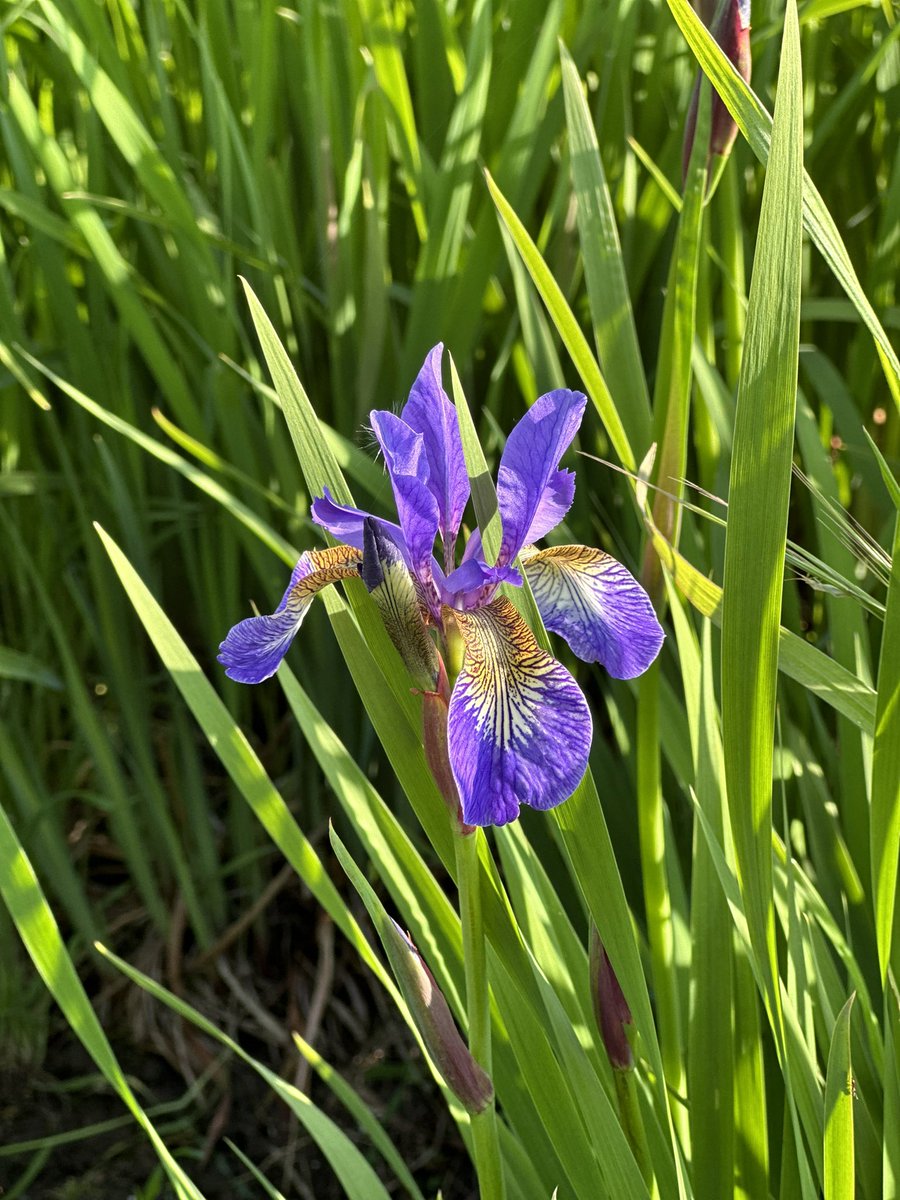 Wow now this is early for us! Nearly a month early! Iris sibirica ‘Tropic Night’ first flowers in the beds! #irissibirica #tropicnight #iris #tropic #night #siberianiris #earlyflowers #lincolnshire #seagatenurseries