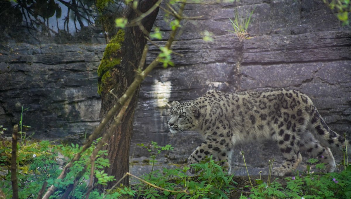 Happy 2nd Birthday, Warjun! 🥳🎉 Our male snow leopard, Warjun arrived at Marwell Zoo in March where he joined female snow leopard, Irina. Wish Warjun a paw-some birthday below! 👇 #Birthday