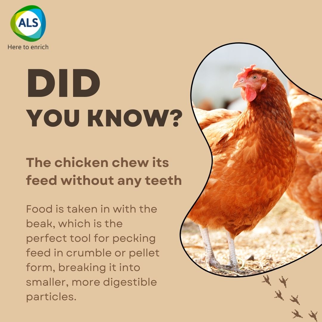 Food is taken in with the beak, which is the perfect tool for pecking feed in crumble or pellet form, breaking it into smaller, more digestible particles. #DidYouKnow #chicken #ALS #AnimalCare #ashishlifescience #Animalpharma #poultryfarming #animalhealth #livestockfarming