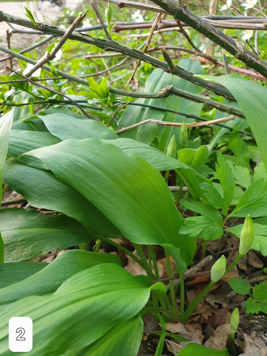 1. Maiglöckchen (lily of the valley)
กลิ่นหอม ดอกน่ารัก กินไม่ได้⚠️☠️
vs
2. Bärlauch (wild garlic) ต้นกระเทียมป่า
อันนี้กลิ่นกระทียมฟุ้งงง...ค่ะ กินได้😋