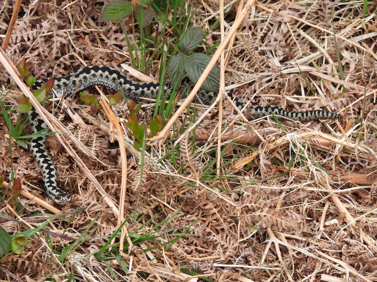 Some fantastic photos of birds and reptiles from the Dartmoor Study Tour 1 - Female wheatear 2 - Female Pied flycatcher 3 - Common Lizard 4 - Male Adder 📸Emma Rogers. Find out more about this course: bit.ly/UCS_WildlifeEc…