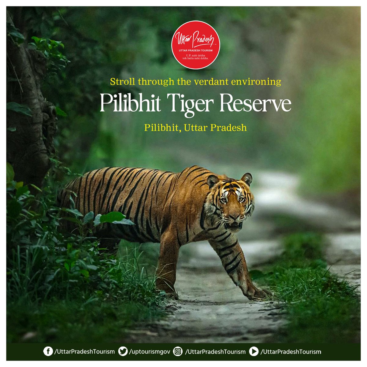 Discover the magic of #Pilibhit as you stroll through the lush greenery of #PilibhitTigerReserve. Let the serene beauty of nature captivate your senses in its breathtaking wilderness.

#Wildlife #Ecotourism #UPTourism #UttarPradesh 

@MukeshMeshram