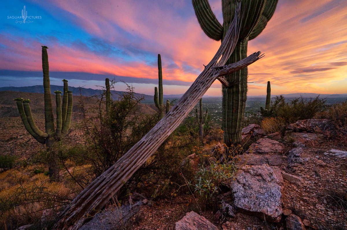 Absolutely incredible sunset in Tucson tonight! #saguaropictures