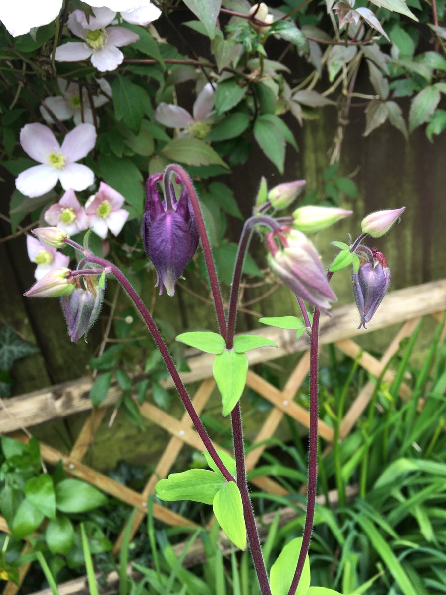 Good morning. It’s Aquilegia time. Happy Monday #GardeningX #FlowersOnX #BankHoliday