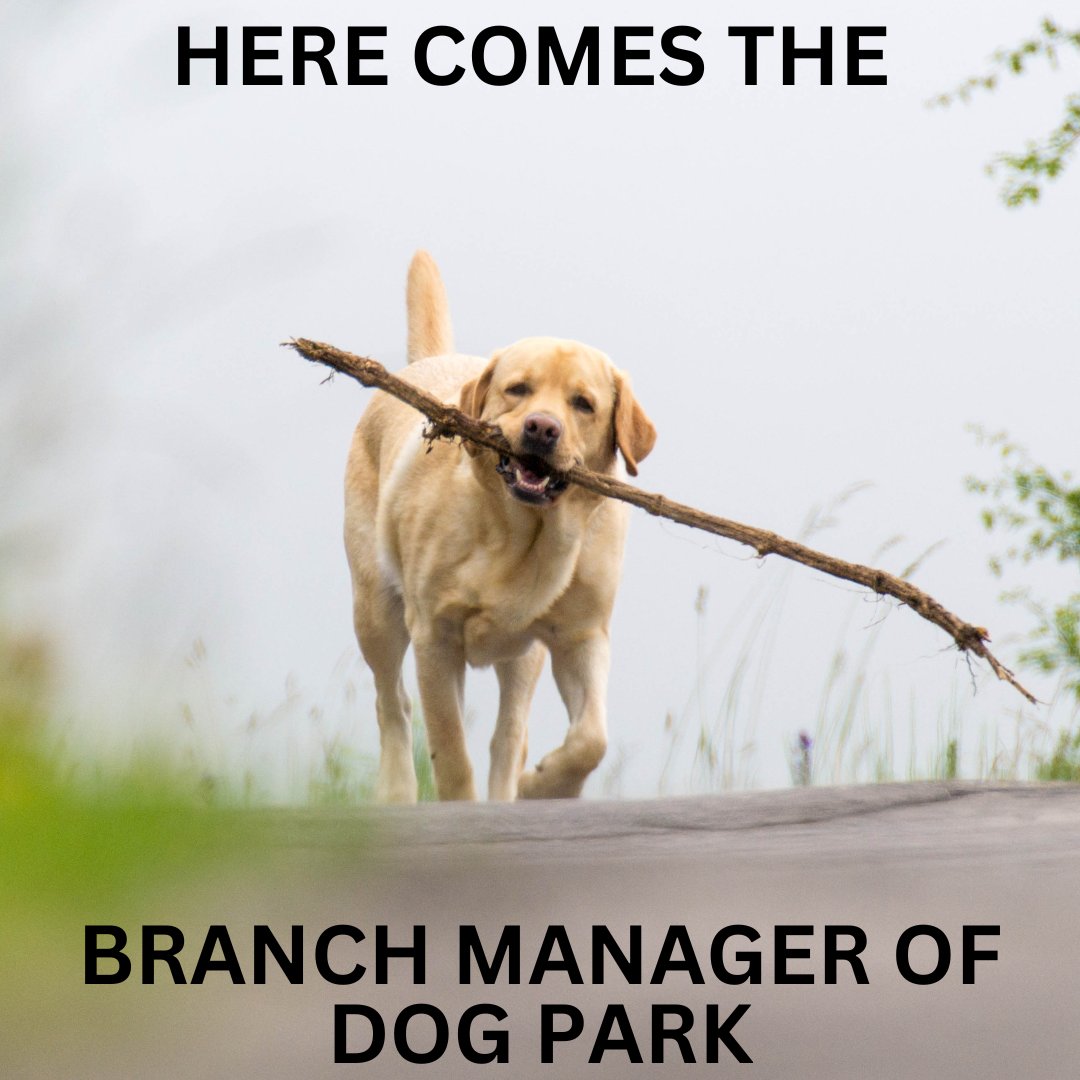 Say hi to our branch manager 😍

#Dogexpress #Celebratingdoglove #Doglovers #Dogowners #lovemydog #doglove #doglife🐾 #branchmanager #dogmeme #dogbranches #purelove #dogpicture #petstagram #dogstagram #dogsofinstagram