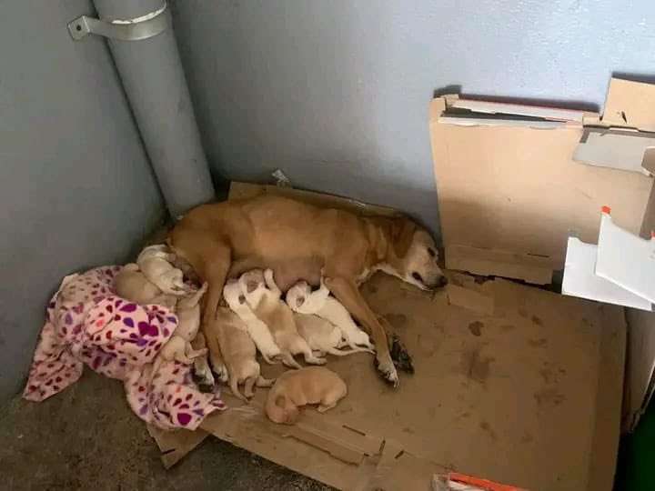 Amigos nos reportan a esta perrita y sus 9 bebés que están en una terminal de autobuses pero ya los quieren enviar al antirrábico o sacarlos a la calle 😭 ¿Alguien que pueda tomar su caso? Están en Cdmx