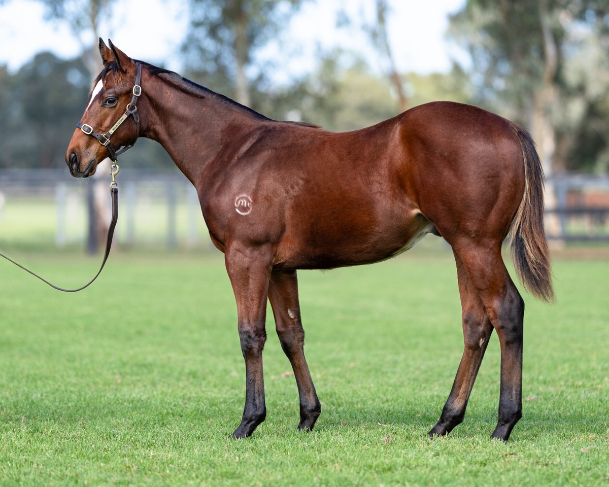 The Captivant colt out of Lamplady goes to the bid of Sledmere / Cangon for $45k <a href="/inglis_sales/">Inglis</a>. Congrats to vendor Mullaglass Stud, he is a standout colt from Captivant's first crop 👏🏼