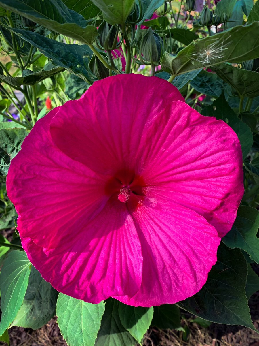 #hibiscus #malvaceae #perennialhibiscus #mallow #swamprose #swamprosemallow