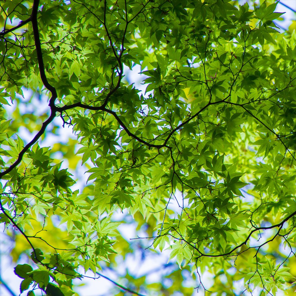新緑の枝模様

#写真好きな人と繋がりたい #EOSR6 #カメラ好きな人と繋がりたい #東京カメラ部 #ファインダー越しの私の世界 #キリトリセカイ #スナップ写真