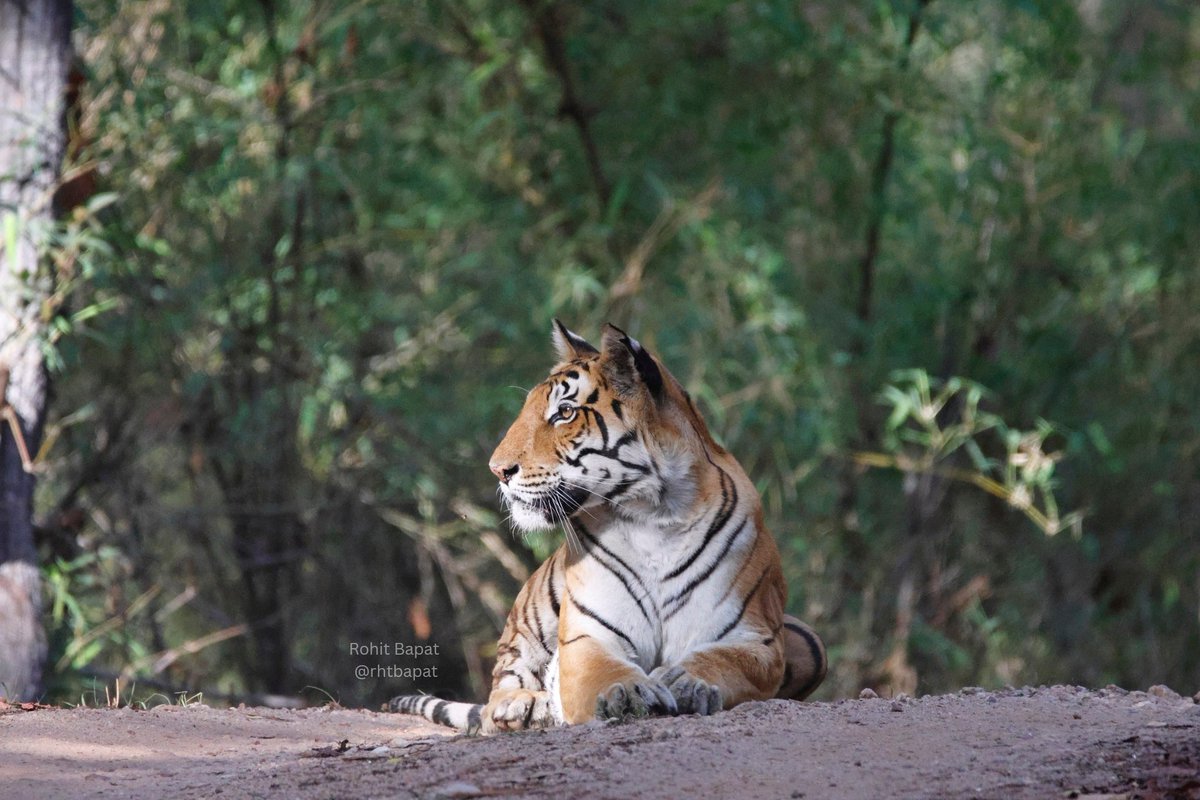 DJ Tigress from Kanha Tiger Reserve 

She is absolutely graceful 😍 

Canon R7 + 150-600 Sigma (c)

#tiger #kanhatigerreserve #canon #canongear