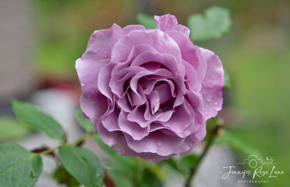 My first rose of the year bloomed out this past weekend. I love the lavender colored roses. This particular rose bush is called 'Neptune' 😍💜 #roses #spring #flowers @ThePhotoHour @MacroHour @WSAZBrandon @SpencerWeather @JoshFitzWx