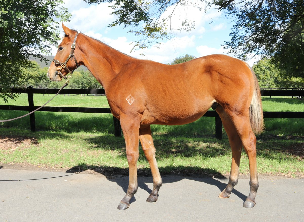 FARNAN has kicked off the @inglis_sales Weanling Sale with a bang, with Fairhill Farm's colt ex Limbo Soul selling for $190k to Jim Carey 🔥 #TheObviousChoice #KiaOraStallions