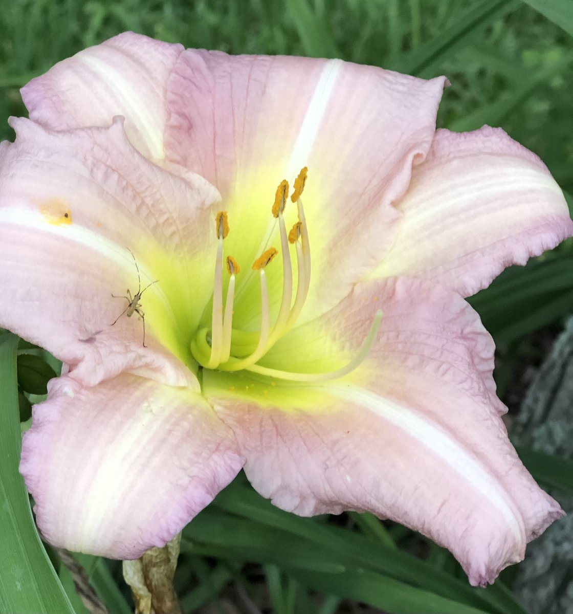 Pale pink #daylily is quite a classy flower