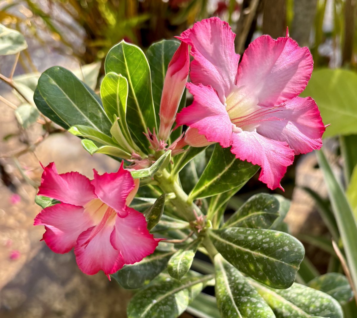 🌺 Summer bloom captured beautifully by Dr. Satyaprakash! Share your #summer moments with us for a chance to be featured!  weatherandradar.in/upload/

☀️ #SummerBloom #NaturePhotography