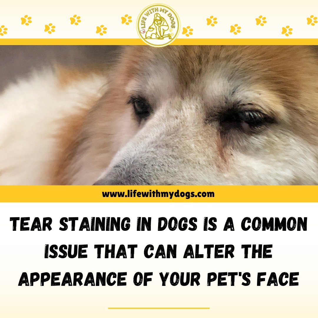 Don't let tear staining dim your pet's natural beauty! Discover how to keep their face shining bright. 🌟🐶For more information, visit lifewithmydogs.com #dogtips #dogfacts #dogcare #pawfacts #lifewithmydogs #tearstain