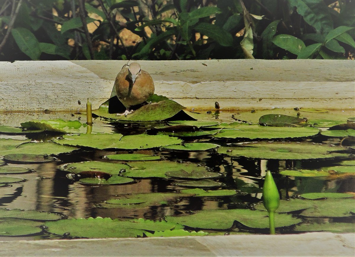 A little brown dove takes a sip from the lily tank at Fergusson college, Pune. #birdphotography #birdwatching #backyardbirds #IndiAves