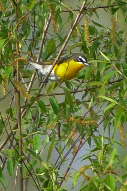 Yellow-breasted Chat was 2nd of 3 life birds today. Was too mucky after the rain to get a closer look but still cool nonetheless. 
Oak Openings Metropark
Biggest Week in American Birding 
#BWIAB #MageeMarsh #Birds #BirdTwitter #TwitterBirds