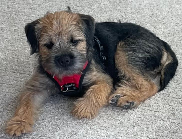 Somebody smells turkey!
#borderterrierposts #btposse #borderterriersarethebest #borderterrierlove #borderterrierofinsta  #borderterrierpuppies #borderterrierpuppy #borderterrierlovers #borderterrierlover #borderterrierswithattitude  #bt  #btposseofinstagram #borderterrier