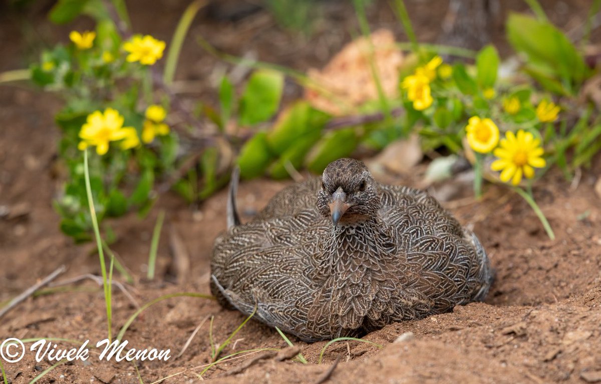 The word Cape is added to a number of garden #SouthAfrican #bird endemics eg Cape White-eye (a tiny green fluff-ball wearing specs), Cape Wagtail (a wagtail with a lawyer’s neck band), Cape Sparrow (masked bandit) & Cape Spurfowl (a delicately patterned chicken)! @IndiAves