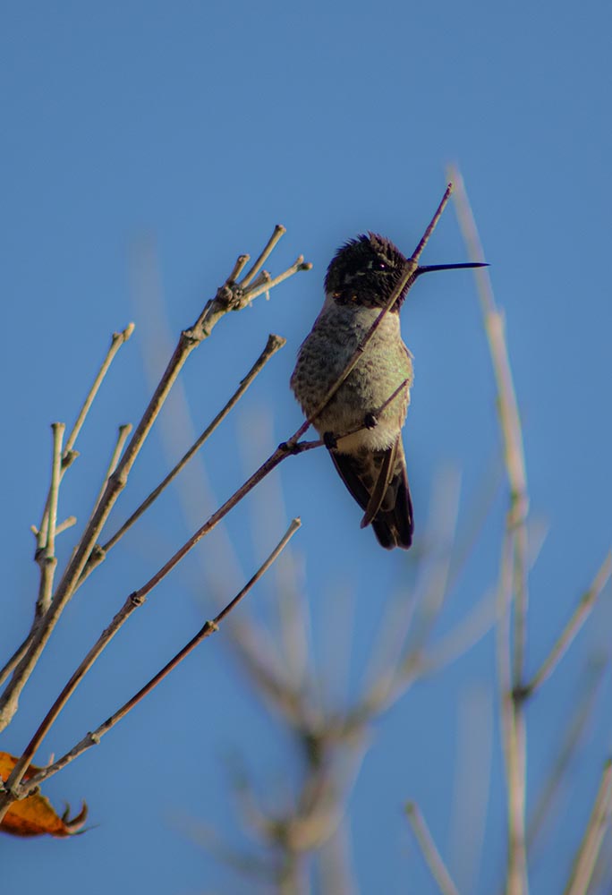 I think this guy's a black-chinned hummingbird. From Gilroy, CA, taken last Thanksgiving.

#tarthursmith #hummingbird #blackchinnedhummingbird #bird #morninglight #canon #wildlife #needlenose #nature