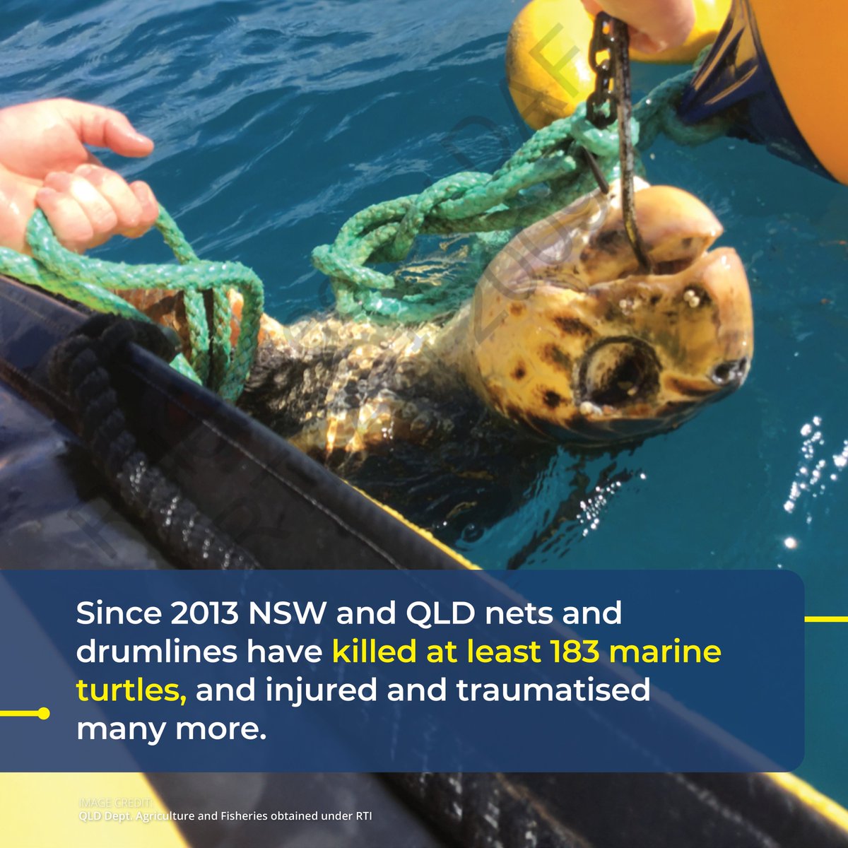 Take action now! 🦈
For over two decades, our national environment laws have provided exemptions to allow shark culling to persist in QLD and NSW without environmental impact assessment, despite culling having significant impacts on endangered species.