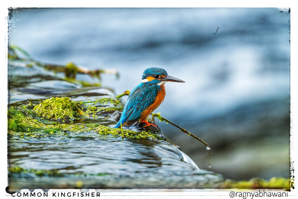 Suprabhat 🙏 
Common Kingfisher 
#MondayBlues
@SonyAlpha

#SonyAlphaShots
#BirdsSeenIn2024 #birdwatching 
#IndiAves  #natgeoindia
@sanshali1 @Devahoothi @bahutbadadanda @Krishnaa_Murari
@ClimbhiKc @parrrrag