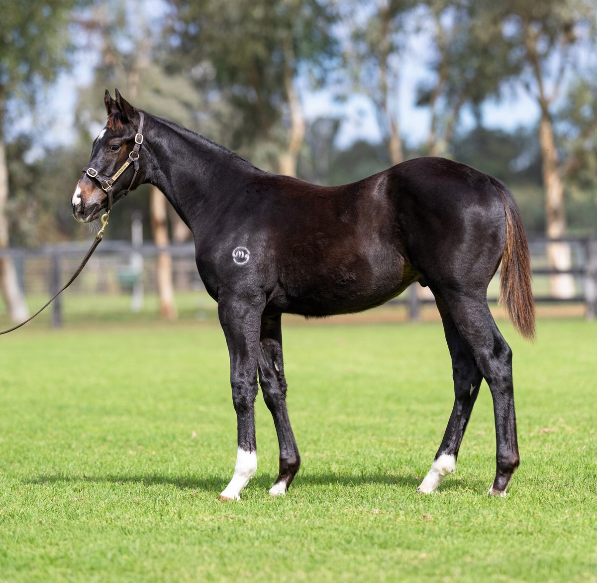 Congrats to Kiwi Bloodstock who went to $40k @inglis_sales to secure the eye-catching CAPTIVANT colt out of stakes placegetter Miss Loren from Mullaglass Stud’s draft. Captivant, exceptional credentials, extraordinary value.