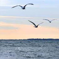 Ce matin le soleil au nuage
disputait  le ciel bleu, et les
oiseaux  valsaient  sans bruit
au-dessus de la mer.

#poésie