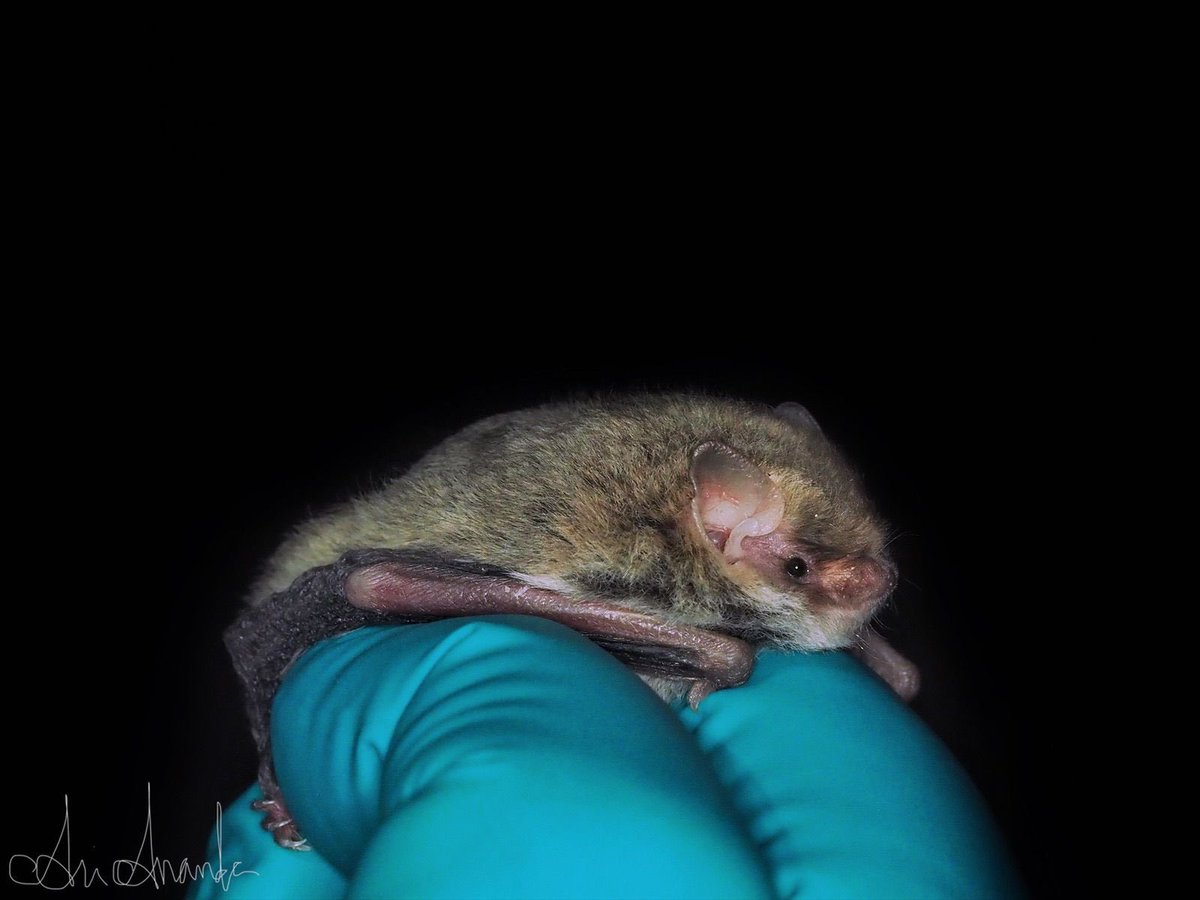 It was an absolute joy to have the Australasian Bat Society come to my hometown of Adelaide. 
Following the conference we travelled to Calperum Station (near Renmark) and caught many of South Australia’s amazing bat species. 

Check out these awesome photos by <a href="/Safari_Ari9/">Ariana Ananda</a>