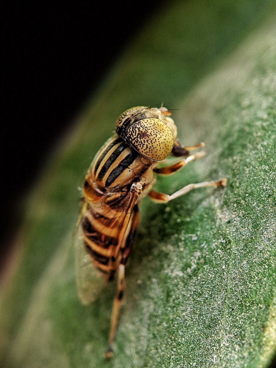 i am the cousin sister of hoverfly 😂 captured with #pixel 3a #Teampixel @madebygoogle Powered by #ShotOnSnapdragon @Snapdragon_UK @jeffrey_jpeg #ngtindia paired with sony 25mm macro lens #Macrohour #earthcapture #natgeoindia thank you 🙏 @gregcroc