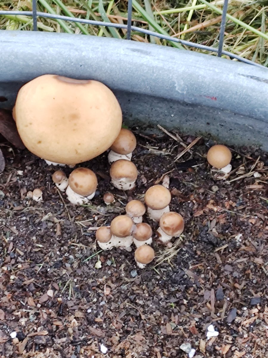 A nice little mushroom family for you.