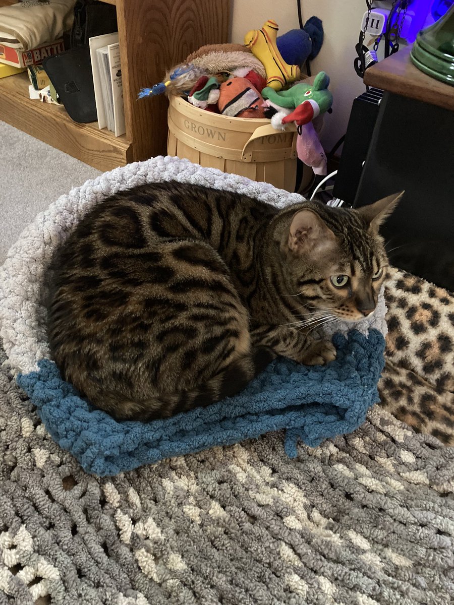 Snug as a bug In a rug 
#catsofinstagram #CatsOfTwitter #TeamBengal