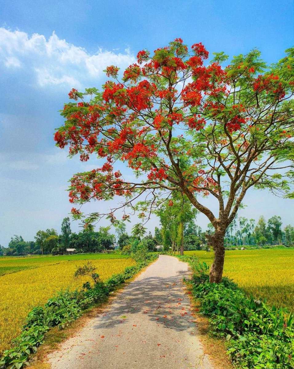 জন্ম-মৃত্যু মহা রহস্য শান্তি সুধায় মুখ্য, জন্ম যদি সুখানন্দ মৃত্যু কেনো দুঃখ? কেউ কাঁদে কি কারো তরে কাঁদছে যে যার রিক্ততায়, সুপ্ত স্বার্থে আপন হৃদয়ে নিঃসঙ্গতার তিক্ততায়! জন্ম-মৃত্যু অহম অমর কারণ এ দুই-ই যে অনন্ত, সৃষ্টি একই দুই বিধানের- অগ্নি সদাই জ্বলন্ত! শুভ সকাল 🍃🍂🍁