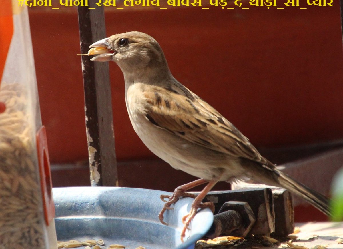 Plan to save sparrow #दाना_पानी_रखें_लगायें_बॉक्स_पेड़_दें_थोड़ा_सा_प्यार #हमारी_गौरैया_सबकी_गौरैया

📸Credit @sanjaykumar_iis