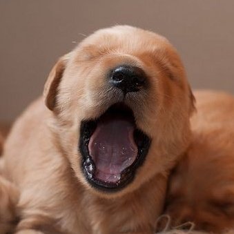 jooniepupp's tweet photo. he yawn  #joontriever #준트리버 #RM https://t.co/pBBlz2VuIR