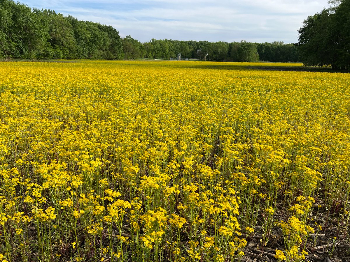 A yellow carpet of butterweed flowers creates a beautiful scene of nature's artistry. 🌼 #Nature #ScenicBeauty